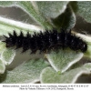 melitaea arduinna3 larva5a